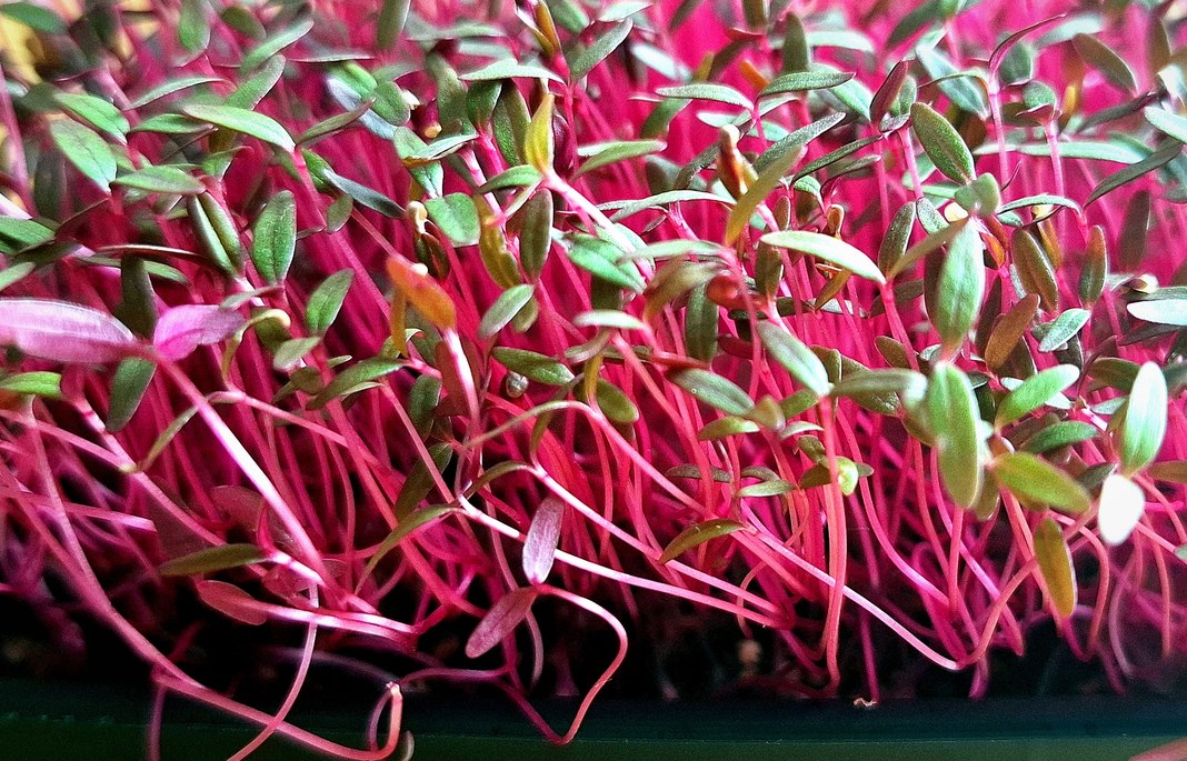 Micropousses d'amarante : tiges magenta, feuilles vert tendre