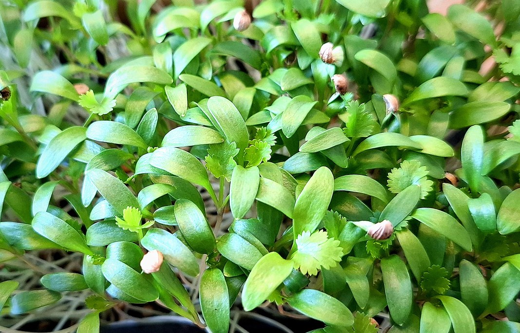 Micropousses de coriandre