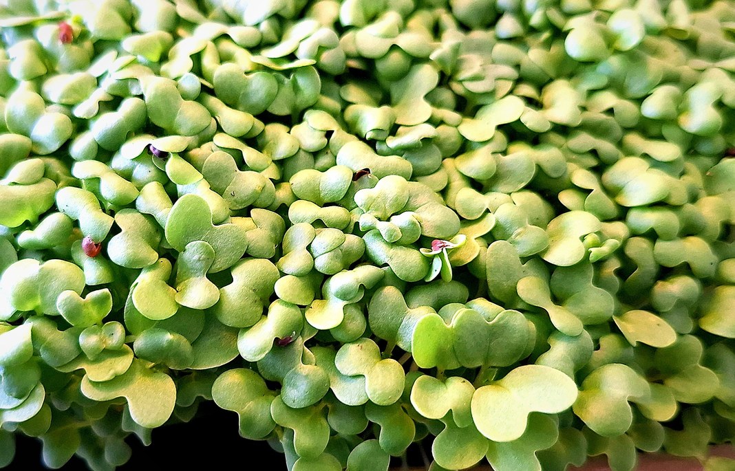 Micropousses de wasabi