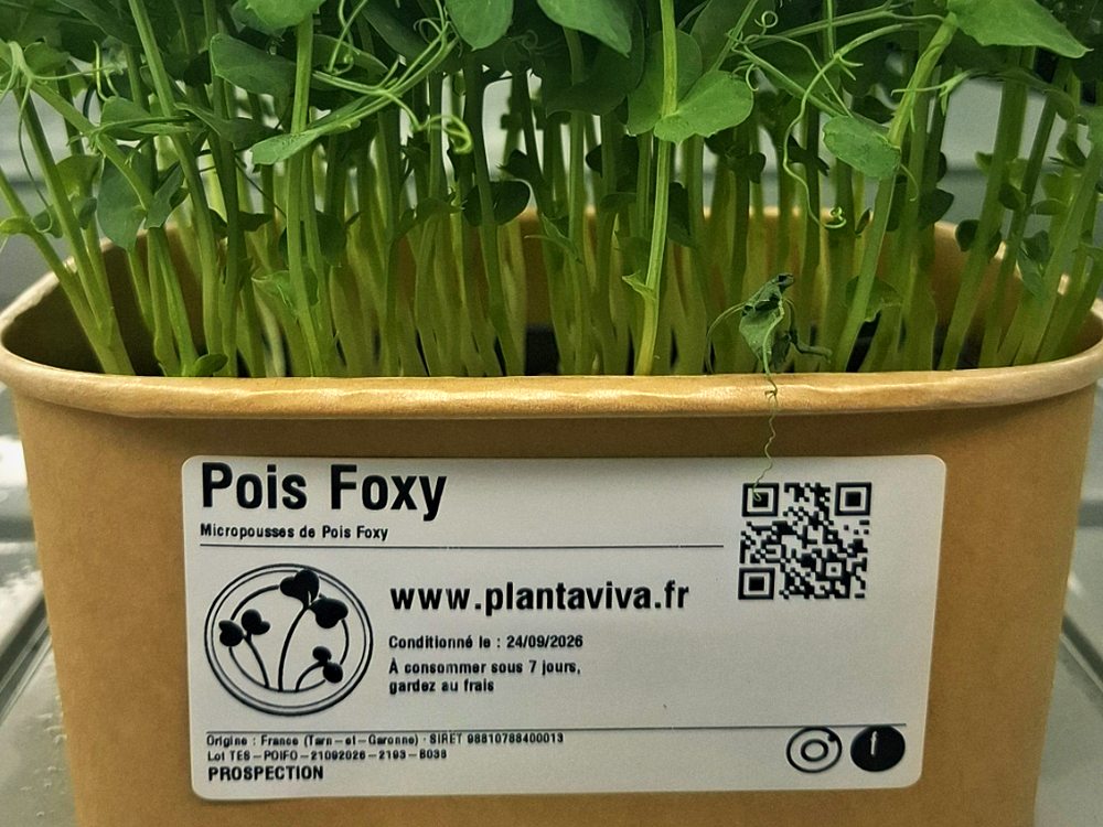 Barquette kraft de pois Foxy, étiquetée Planta Viva