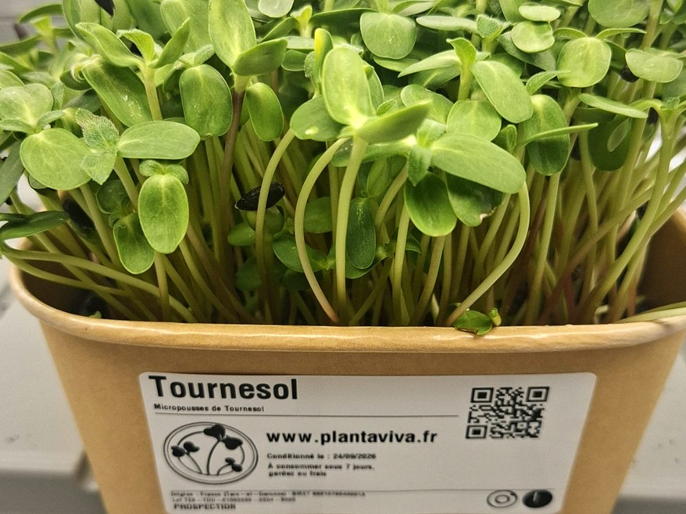 Barquette kraft de tournesol, étiquetée Planta Viva